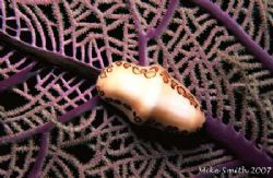 Flamingo Tongue, night dive in the Bahamas. I like that y... by Mike Smith 